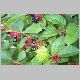 lonicera ledb.jpg